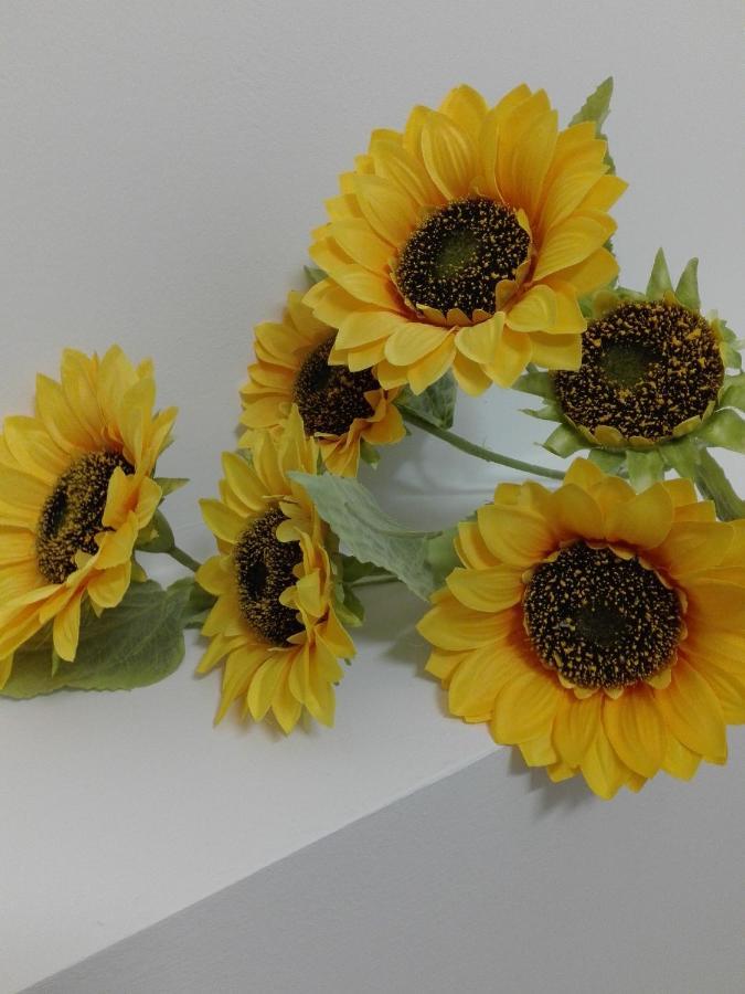 Girasole Grazioli 47 Bed & Breakfast Trento Exterior foto